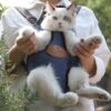 Portable cat backpack for spring outing - Image 5